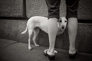 软件云呼